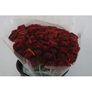 Ran Cloni Ex Brownie