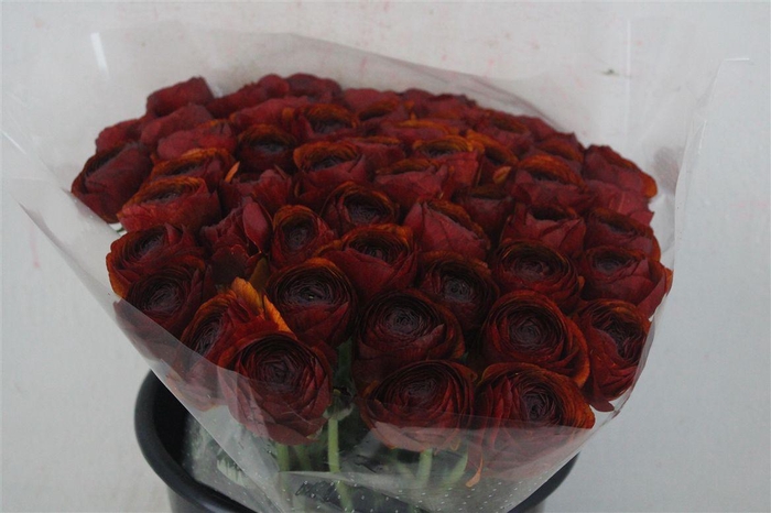 <h4>Ran Cloni Ex Brownie</h4>