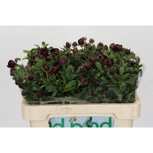 Ranunculus Magical Chocolate