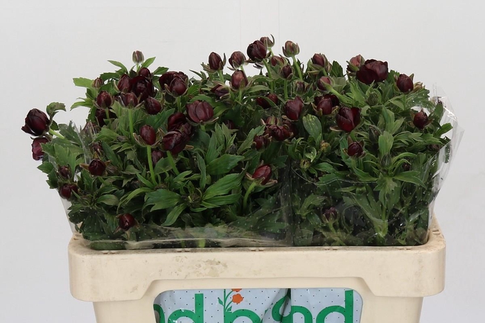 <h4>Ranunculus Magical Chocolate</h4>