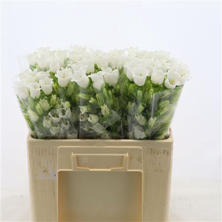 <h4>Campanula Champion White</h4>