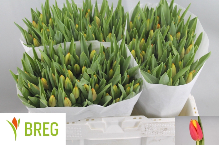 <h4>TU EN DOW JONES</h4>