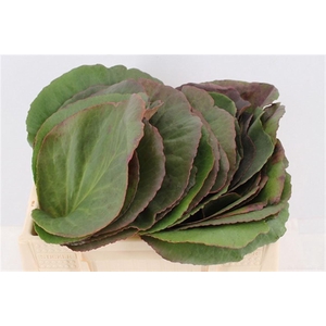 Bergenia Cordifolia Per Stem