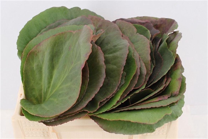 <h4>Bergenia Cordifolia Per Stem</h4>