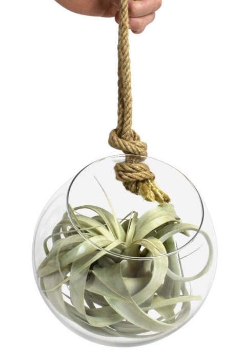 <h4>tillandsia glas bol xl touw</h4>