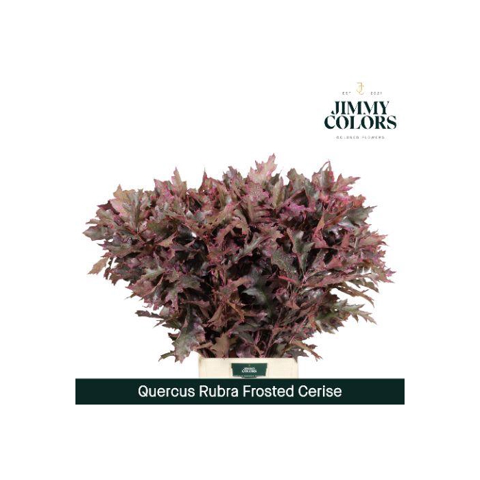 <h4>Quercus Rubra L80 Frost Cerise</h4>