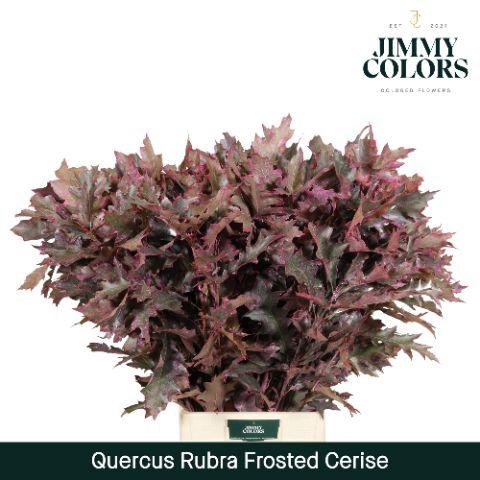 <h4>Quercus Rubra L80 Frost Cerise</h4>