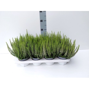 Calluna vulg. 'Beauty L Verenka'