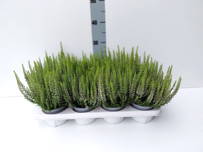 <h4>Calluna vulg. 'Beauty L Verenka'</h4>