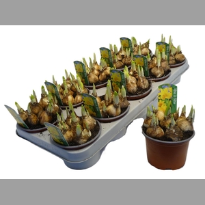 Narcis O Tete A Tete +etiket