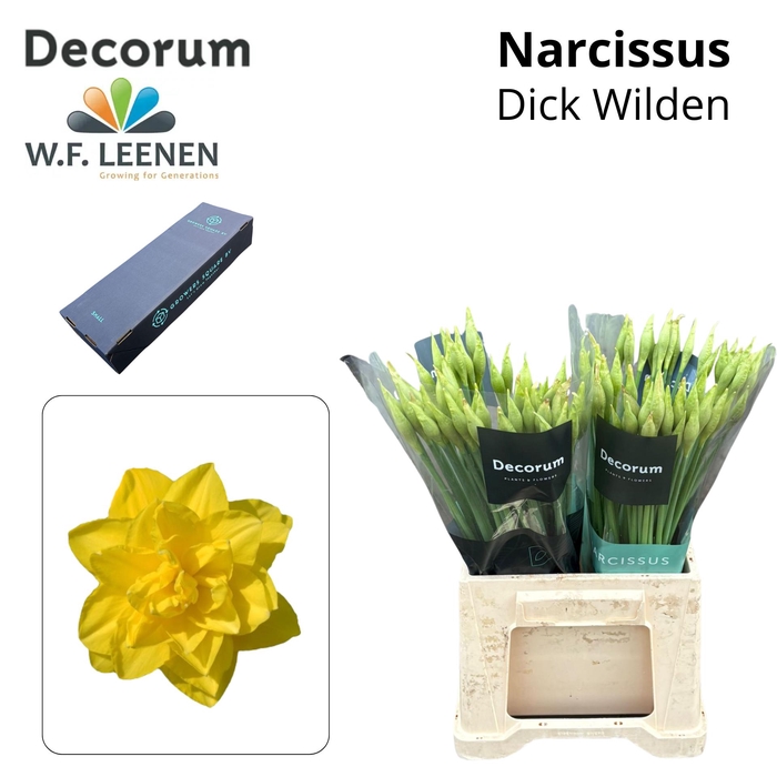 <h4>Narcissus Dick Wilden Small Box 100</h4>