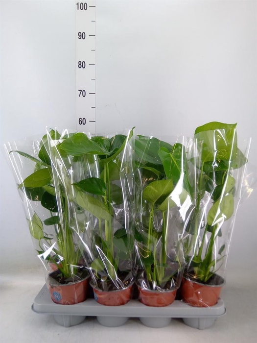 <h4>Monstera delic.</h4>