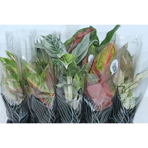 AGLAONEMA VARIADA P12 PREMIUM