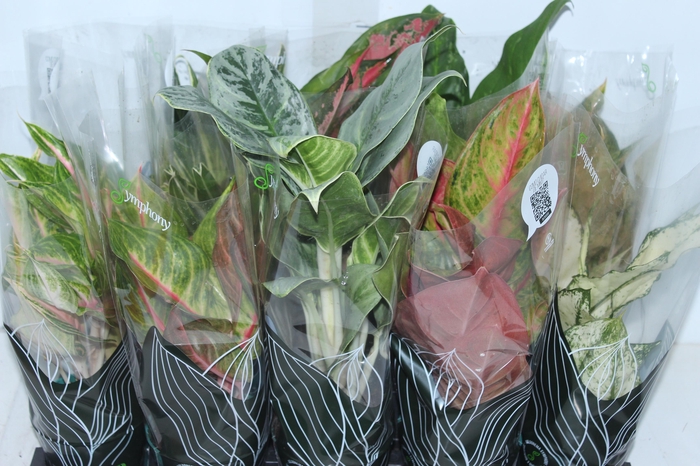 <h4>AGLAONEMA VARIADA P12 PREMIUM</h4>