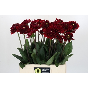Dahlia Red Runner