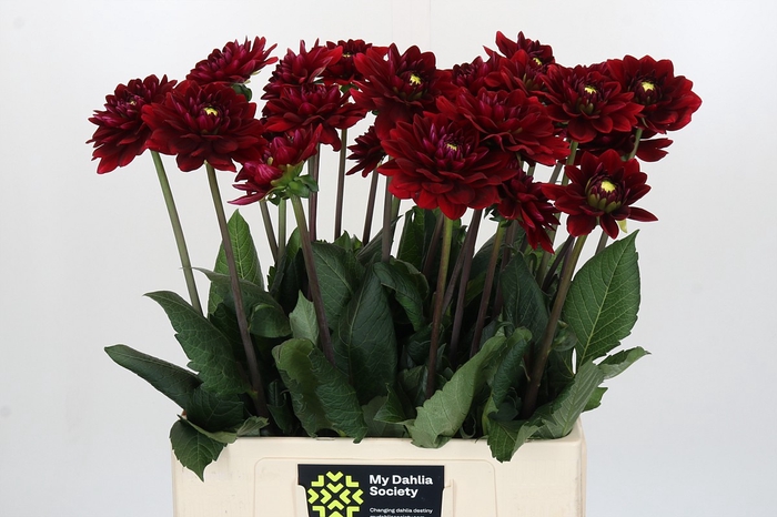 Dahlia Red Runner