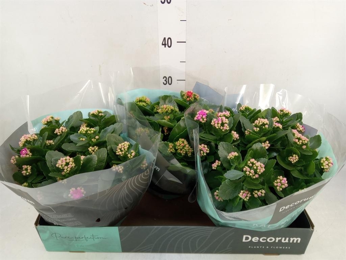 <h4>Kalanchoe blos.   ..rosebud mix  4</h4>