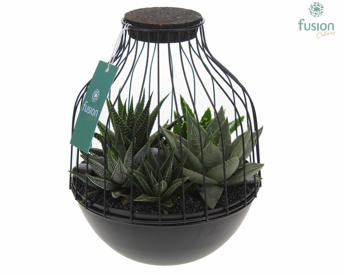 <h4>Vogelkooi metaal zwart Medium met Succulenten</h4>