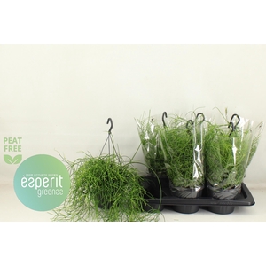RHIPSALIS BA OASIS