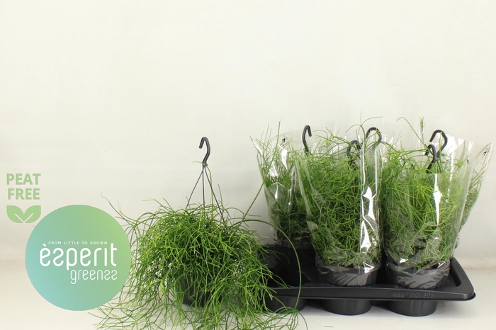 <h4>RHIPSALIS BA OASIS</h4>