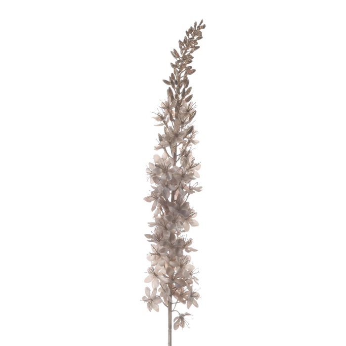 Af Eremurus L109cm Ivory