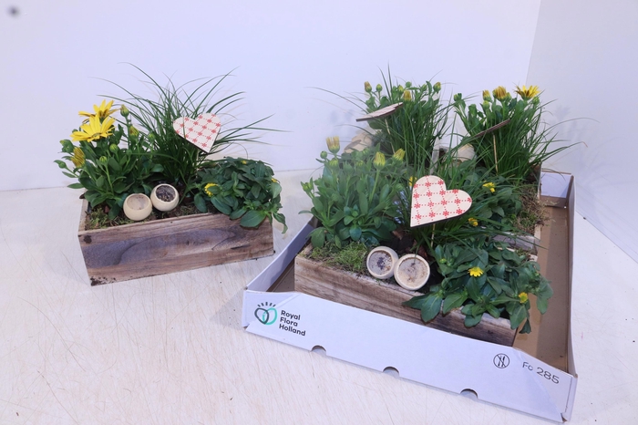 <h4>ARR TUINPLANTEN</h4>