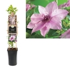 Clematis 'Pink Fantasy' 3.0 label