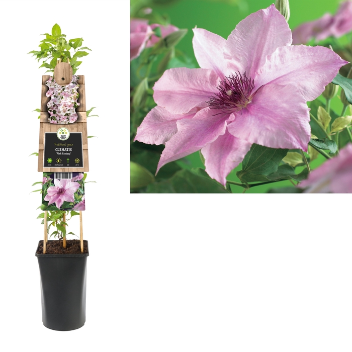 Clematis 'Pink Fantasy' 3.0 label