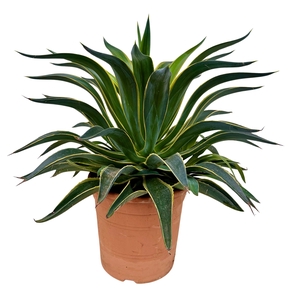 Agave desm variegata P26