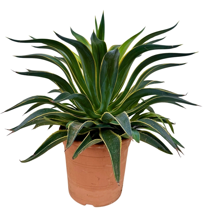 <h4>Agave desm variegata P26 AGAVEDESM26</h4>