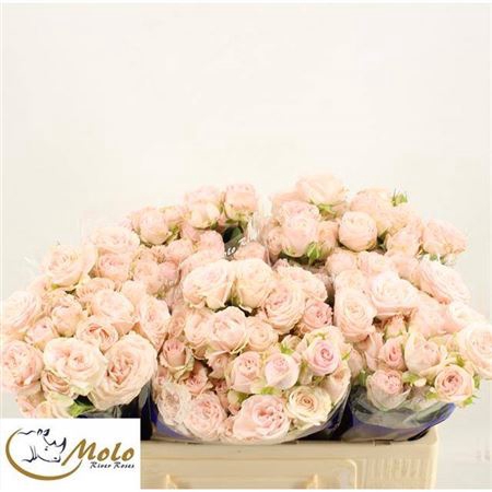 <h4>Rosa tros Bombastic</h4>