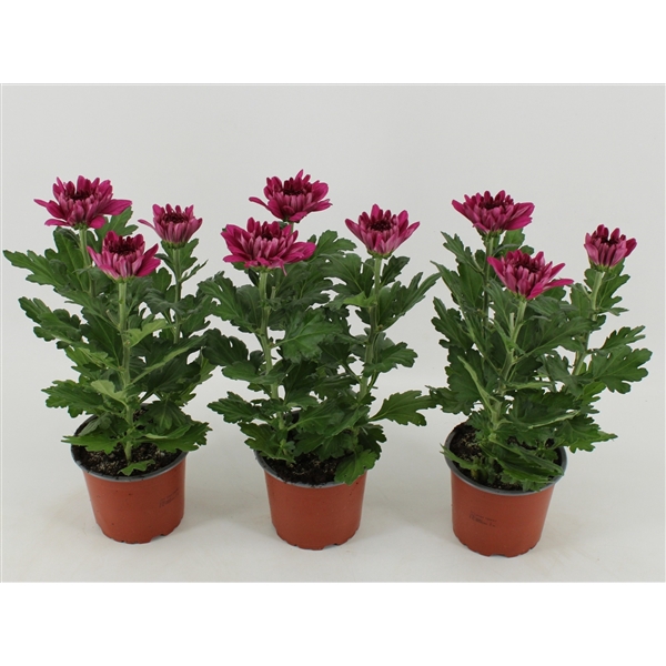 <h4>Chrysant Zembla Desna</h4>