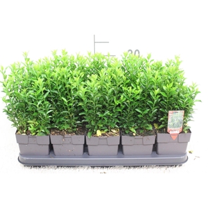 Euonymus japonicus 'Green Spire' P13 potgekweekt