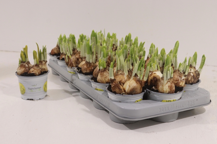 <h4>NARC O TETE A TETE</h4>