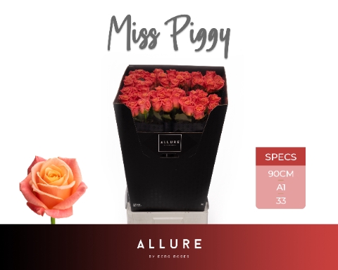 <h4>R GR MISS PIGGY+ ALLURE</h4>