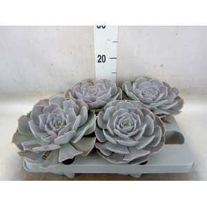 Echeveria  'Pollux'