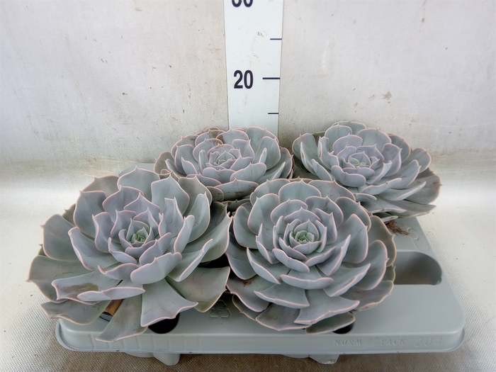<h4>Echeveria  'Pollux'</h4>