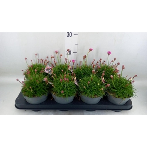 Armeria caespitosa