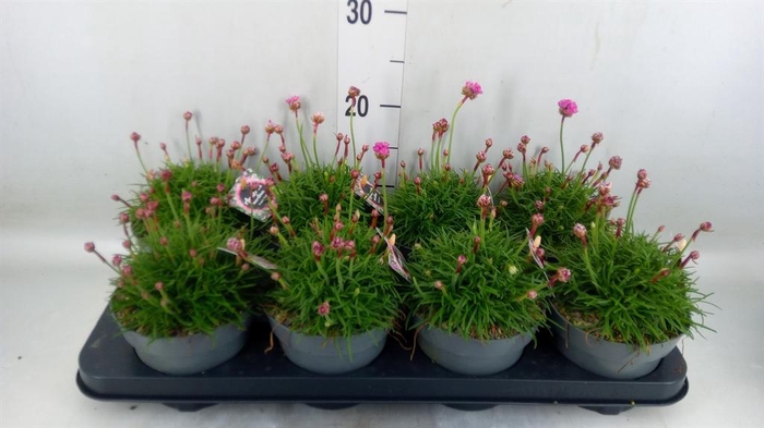 <h4>Armeria caespitosa</h4>
