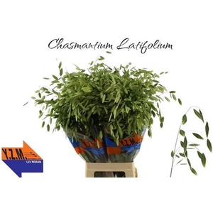 Chasm Latifolium 80 Cm