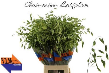 <h4>Chasm Latifolium 80 Cm</h4>