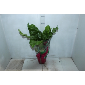 ASPLENIUM NIDUS P19