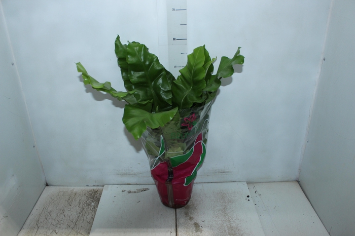 ASPLENIUM NIDUS P19
