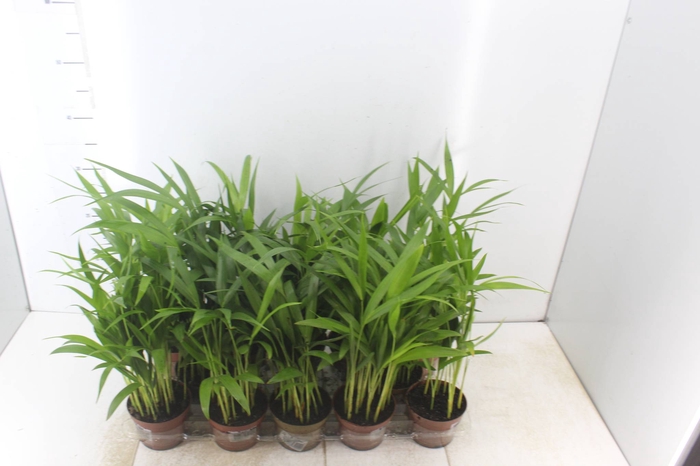 <h4>ARECA BAMBU P11</h4>