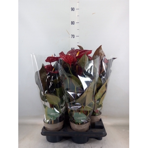 Anthurium andr. 'Delicata'