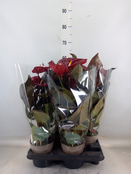 <h4>Anthurium andr. 'Delicata'</h4>