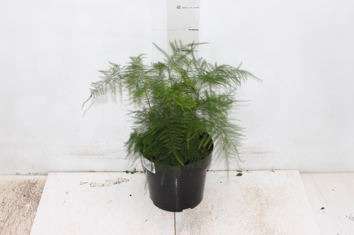 <h4>ASPARGO PLUMOSO P17</h4>