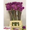 Allium Purper Sensation