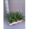 Aloe arborescens