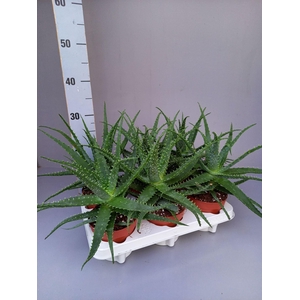 Aloe arborescens
